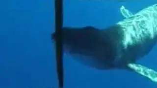 MAUI BABY HUMPBACK WHALE STRANDED