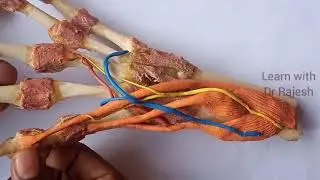 ANATOMICAL SNUFF BOX