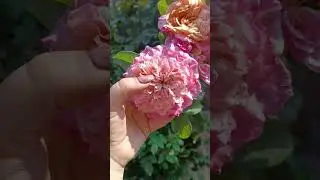 Роза Мияби