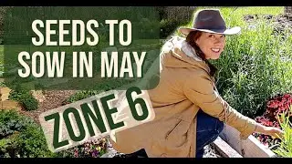 Seeds to Sow in May- Zone 6: Veg, Flowers & Herbs