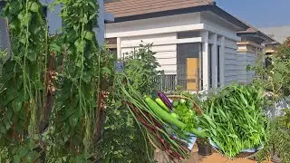 Berkebun di pot banyak untung, Panen sayuran di kebun depan rumah, tanam bunga kol di kebun organik 