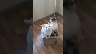 котики #кошка #кот