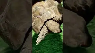 for the first time hold and took the #tortoise in my hand