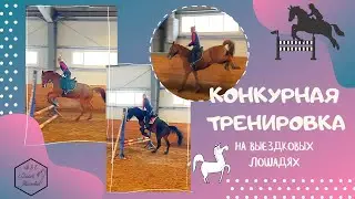КОНКУРНАЯ ТРЕНИРОВКА НА ВЫЕЗДКОВЫХ ЛОШАДЯХ