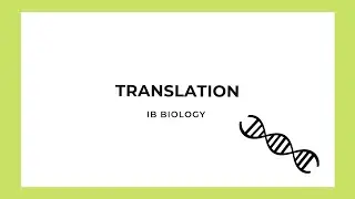 IB Biology: Translation