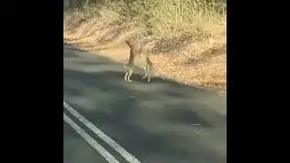 Два зайца пляшут на дороге