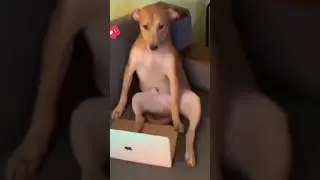 Dog watching animal planet 🤣