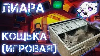Обзор на кошку | С праздником! #afazurite #кот