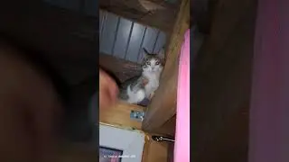 #cat #приколы #shorts #видео