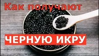 Как получают черную икру на осетровой ферме в Астрахани