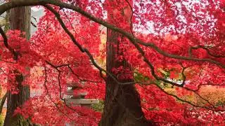 Red Leaves In Autumn | Free Stock Video Footage HD 4K
