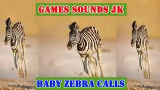 Baby Zebra Calls Sound Effect / Games Sounds JK / #Shorts