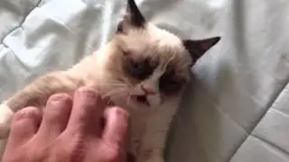 The Original Grumpy Cat