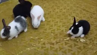 how to care baby rabbits