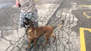 2.5 Malinois For Sale - Vex Des Barriques x Gucci Des Barriques