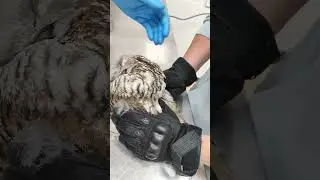 Никогда не видел УШИ у совы, ШОК.