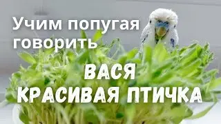 Учим попугая говорить Вася красивая птичка