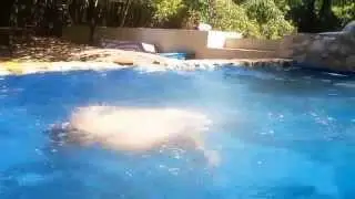 Boy dives in pool ass shown