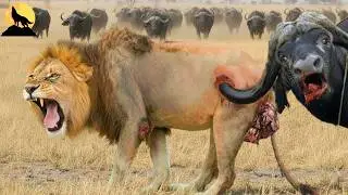 La Lucha a Muerte del Búfalo del Cabo: Cuando el León Paga el Precio | animales salvajes