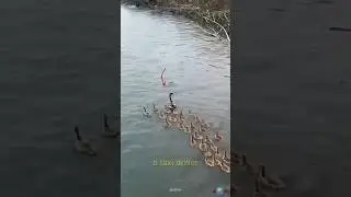 Goose Taxi Driver with the Cutest Cargo