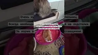 #домашнийприютмилосердие