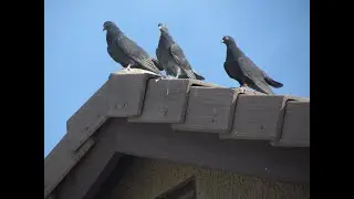 Roller Pigeon Breaking Together - Last outing before lock down.