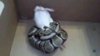 ball python eats med rat