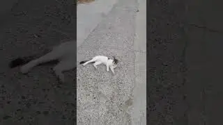 Cat Videos Cute Kittens🐱🐈🤍