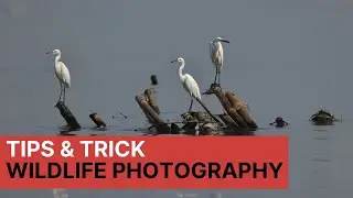 Tips & Trick  Wildlife Photography