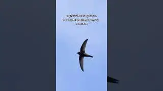 Черные стрижи