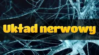 Podstawy układu nerwowego: struktura neuronu
