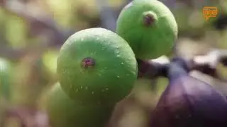 Ziraat Panorama | Vedat Çakar / İznik Ziraat Odası Başkanı