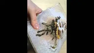Как это делаю я. Вышивка лентами. 1(2)