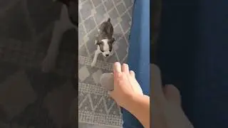 Cute!! 8 Week Old Boston Terrier!! First Play