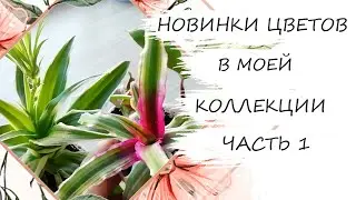 Новинки цветов в моей коллекции часть 1(25.06.2020)
