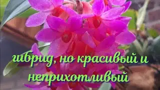 Орхидеи в домашних  условиях. ДЕНДРОБИУМ, который щедрый на цветение и без комплексов для цветения.