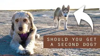 5 Things to Consider Before Getting a Second Dog (I Got a Husky)