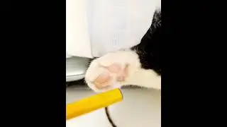 У него лапки🐈