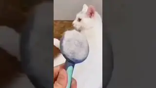 Best Hair Cutter for cats