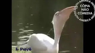Provas de que o pombo é um merda kkkkkkkkkkkkkkkkkkkkkkkkkkkkkkkkkkkkkķkkkkkķkkkkkkkkkkkkkkkkkkkkķkk