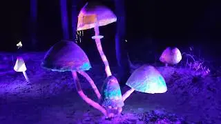 Magic mushrooms @ Lumina Park