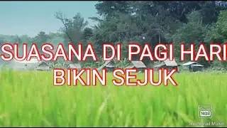 INDAH NYA PESAWAHAN DI PAGI HARI