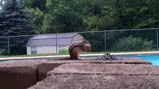 chippy