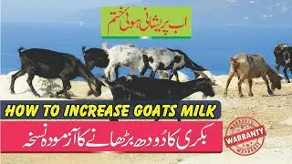 Desi Formula to Increase Goat Milk by MR Videos - Doodh brhany ka Nuskha