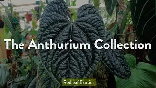 The Anthurium Collection | Warocqueanum, Luxurians, and more!