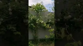 Калина Бульденеж