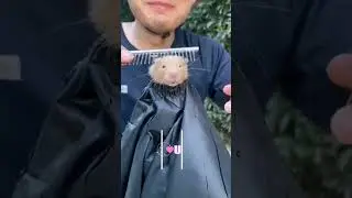 Гастрономический трюк: приготовление хомячка для особого вечера💞