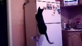 Приключения кота Индиана Джонса, Летающий кот