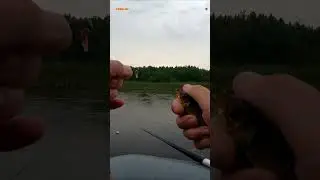 #shorts  ОТЧЕТ НОРМАЛЕК КРАСНОПЕРКА НА ПОПЛПАПОППЕР