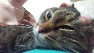 Это не кошка, а податливый суслик! This is not a cat, but a pliable gopher!
